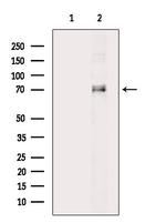 Phospho-FOXO1 (Ser329) Antibody in Western Blot (WB)