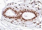 Phospho-FOXO1 (Ser329) Antibody in Immunohistochemistry (Paraffin) (IHC (P))