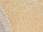 Phospho-AMPK alpha-1 (Ser486) Antibody in Immunohistochemistry (Paraffin) (IHC (P))