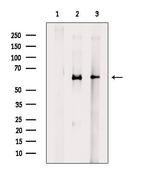 Phospho-AMPK alpha-1 (Ser486) Antibody in Western Blot (WB)