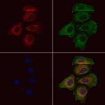 Phospho-NMDAR2B (Tyr1336) Antibody in Immunocytochemistry (ICC/IF)