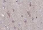 Phospho-NMDAR2B (Tyr1336) Antibody in Immunohistochemistry (Paraffin) (IHC (P))