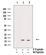 Phospho-PIN1 (Ser16) Antibody in Western Blot (WB)