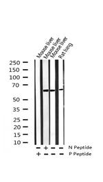 Phospho-HDAC1 (Ser421) Antibody in Western Blot (WB)