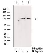 Phospho-LKB1 (Ser428) Antibody in Western Blot (WB)