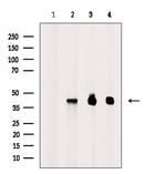 Phospho-p38 MAPK alpha (Tyr182) Antibody in Western Blot (WB)