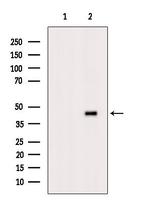 Phospho-p38 MAPK alpha (Tyr182) Antibody in Western Blot (WB)