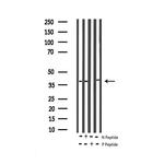 Phospho-p38 MAPK alpha (Thr180) Antibody in Western Blot (WB)