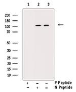 Phospho-SIRT1 (Ser47) Antibody in Western Blot (WB)