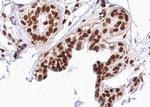 Phospho-RACGAP1 (Ser387) Antibody in Immunohistochemistry (Paraffin) (IHC (P))