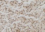 Phospho-GRF-1 (Tyr1105) Antibody in Immunohistochemistry (Paraffin) (IHC (P))