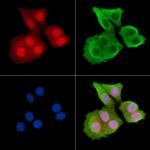 Phospho-HDAC6 (Ser22) Antibody in Immunocytochemistry (ICC/IF)