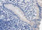 Phospho-DARPP-32 (Thr34) Antibody in Immunohistochemistry (Paraffin) (IHC (P))