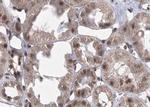 Phospho-CaMKII alpha/beta/delta (Thr305) Antibody in Immunohistochemistry (Paraffin) (IHC (P))