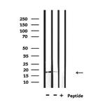 IL-1 beta (Cleaved Asp116) Antibody in Western Blot (WB)