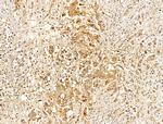 CASPASE 1 P10 (CLEAVED ALA317) Antibody in Immunohistochemistry (Paraffin) (IHC (P))