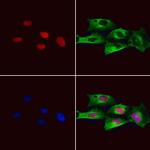 CASPASE 1 P10 (CLEAVED ALA317) Antibody in Immunocytochemistry (ICC/IF)