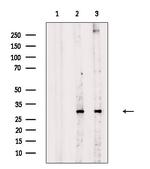 Phospho-DKK1 (Ser140) Antibody in Western Blot (WB)