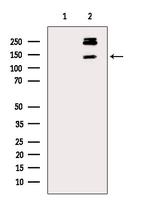 Phospho-PER1 (Ser704) Antibody in Western Blot (WB)