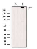 Phospho-RyR3 (Ser160) Antibody in Western Blot (WB)