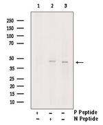 Phospho-WWTR1 (Ser89) Antibody in Western Blot (WB)