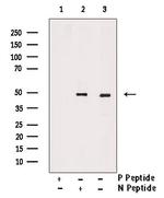 Phospho-WWTR1 (Ser66) Antibody in Western Blot (WB)