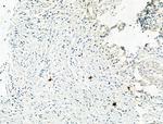 Phospho-NLRP3 (Ser295) Antibody in Immunohistochemistry (Paraffin) (IHC (P))