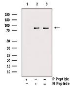 Phospho-SMURF1 (Ser200) Antibody in Western Blot (WB)