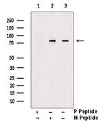 Phospho-PABP (Tyr364) Antibody in Western Blot (WB)