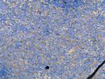 Phospho-KSR2 (Thr497) Antibody in Immunohistochemistry (Paraffin) (IHC (P))