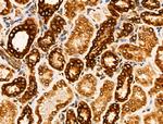 Acetyl-alpha Tubulin (Lys40) Antibody in Immunohistochemistry (Paraffin) (IHC (P))