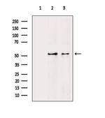 Acetyl-alpha Tubulin (Lys40) Antibody in Western Blot (WB)