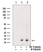 H2BK16ac Antibody in Western Blot (WB)