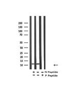 H4K91ac Antibody in Western Blot (WB)