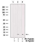 H4K91ac Antibody in Western Blot (WB)