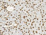 Phospho-Histone H2B (Tyr43) Antibody in Immunohistochemistry (Paraffin) (IHC (P))