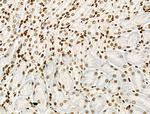 Phospho-Histone H2B (Tyr43) Antibody in Immunohistochemistry (Paraffin) (IHC (P))