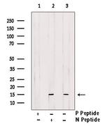 Phospho-Histone H2B (Tyr43) Antibody in Western Blot (WB)