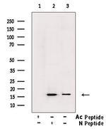 H3K122ac Antibody in Western Blot (WB)