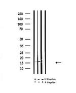 H3K122ac Antibody in Western Blot (WB)