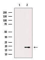 H3K122ac Antibody in Western Blot (WB)