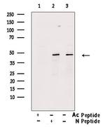 Acetyl-p53 (Lys373) Antibody in Western Blot (WB)