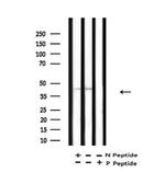 Acetyl-p53 (Lys381) Antibody in Western Blot (WB)