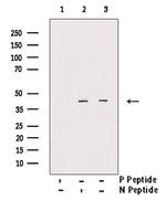 Phospho-Oxytocin Receptor (Thr235) Antibody in Western Blot (WB)