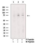 Phospho-TAK1 (Thr184, Thr187) Antibody in Western Blot (WB)