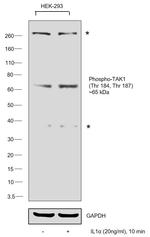 Phospho-TAK1 (Thr184, Thr187) Antibody in Western Blot (WB)