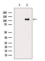 Phospho-ATP1A1 (Tyr10) Antibody in Western Blot (WB)