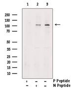 Phospho-CSF1R (Tyr723) Antibody in Western Blot (WB)