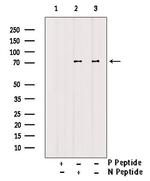 Phospho-ALOX5 (Ser272) Antibody in Western Blot (WB)