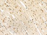 Phospho-SRC (Ser17) Antibody in Immunohistochemistry (Paraffin) (IHC (P))